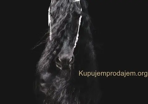 Frizijski konji na prodaju - 8/15