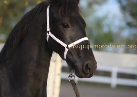 Frizijski konji na prodaju - 9/15