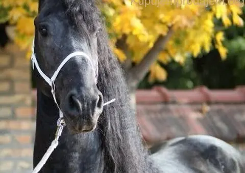 Frizijski konji na prodaju - 10/15