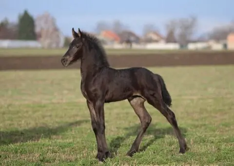 Frizijski konji na prodaju - 11/15