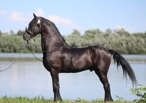 Frizijski konji na prodaju - 12/15