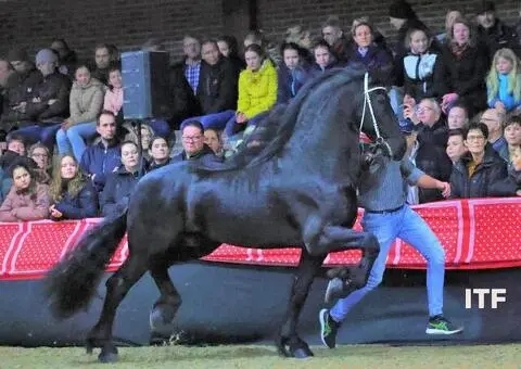 Frizijski konji na prodaju - 13/15