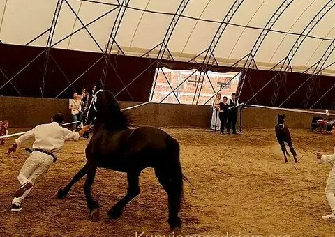 Frizijski konji na prodaju - 15/15