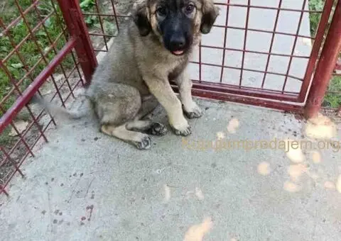 Na prodaju tri ženke ŠARPLANINCA - 1/5