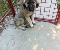 Na prodaju tri ženke ŠARPLANINCA