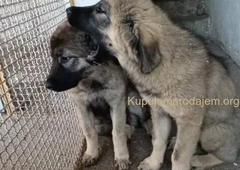 Na prodaju tri ženke ŠARPLANINCA - 2/5