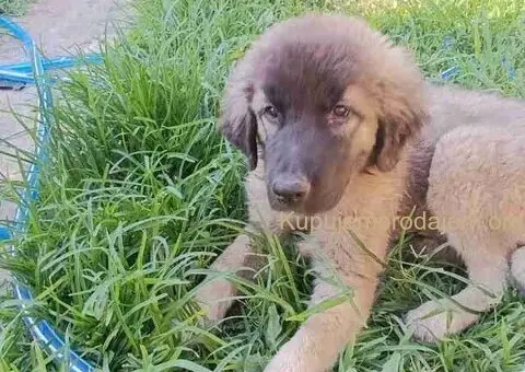 Na prodaju tri ženke ŠARPLANINCA - 3/5