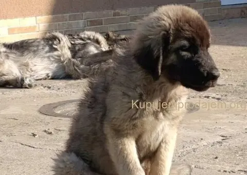 Na prodaju tri ženke ŠARPLANINCA - 4/5