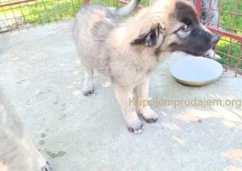 Na prodaju tri ženke ŠARPLANINCA - 5/5