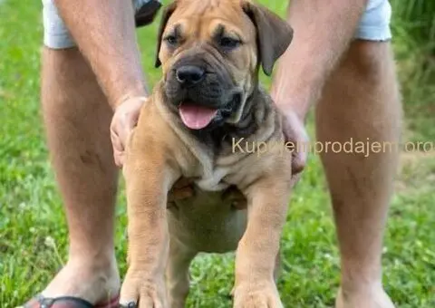 Južnoafrički mastif – Boerboel štenci - 1/15