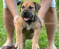 Južnoafrički mastif – Boerboel štenci