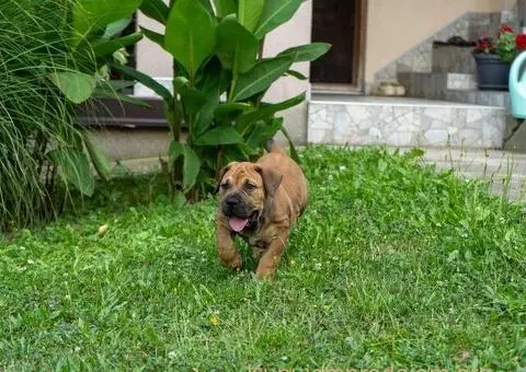 Južnoafrički mastif – Boerboel štenci - 2/15