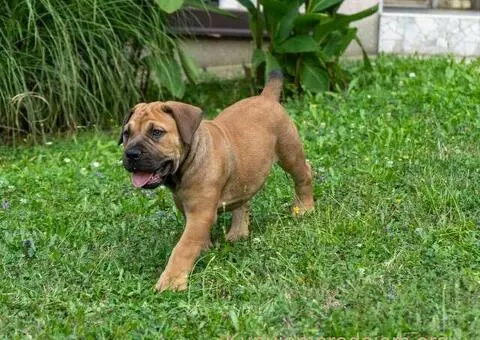 Južnoafrički mastif – Boerboel štenci - 3/15