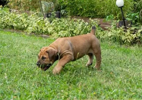 Južnoafrički mastif – Boerboel štenci - 4/15