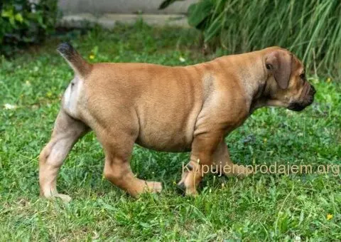 Južnoafrički mastif – Boerboel štenci - 5/15