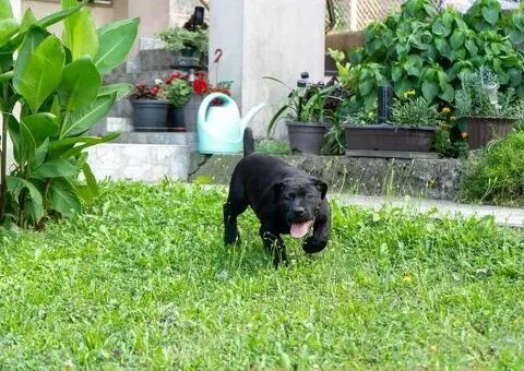 Južnoafrički mastif – Boerboel štenci - 6/15