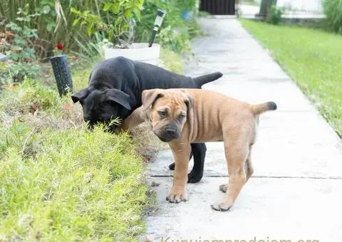 Južnoafrički mastif – Boerboel štenci - 7/15