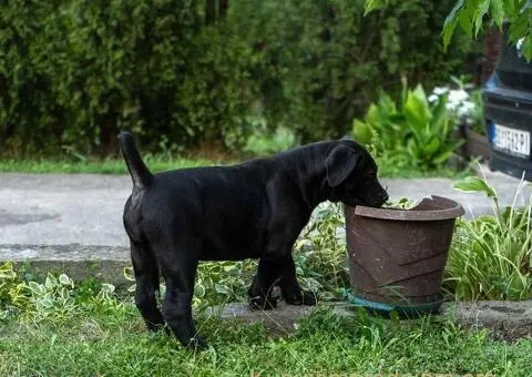 Južnoafrički mastif – Boerboel štenci - 8/15