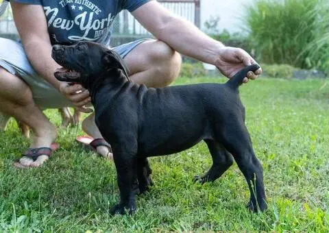 Južnoafrički mastif – Boerboel štenci - 9/15