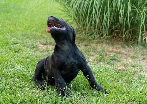 Južnoafrički mastif – Boerboel štenci - 10/15