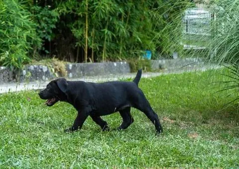 Južnoafrički mastif – Boerboel štenci - 11/15