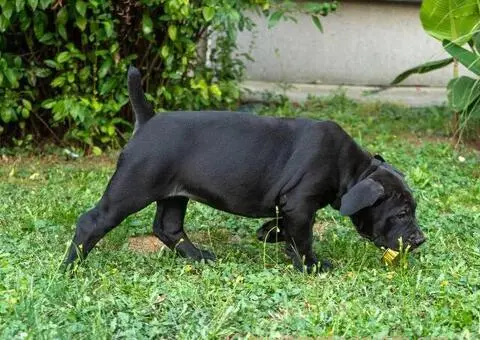 Južnoafrički mastif – Boerboel štenci - 12/15