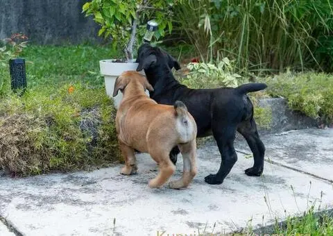 Južnoafrički mastif – Boerboel štenci - 13/15