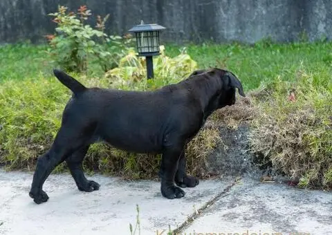 Južnoafrički mastif – Boerboel štenci - 14/15