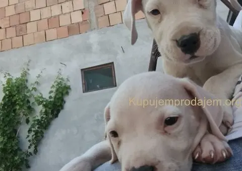 Dogo argentino štenci - 1/15