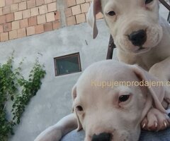 Dogo argentino štenci