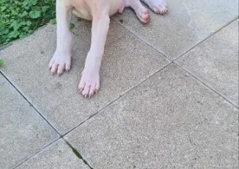 Dogo argentino štenci - 2/15