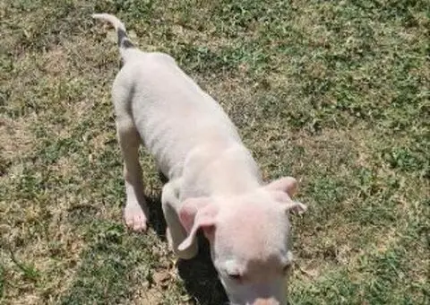 Dogo argentino štenci - 3/15