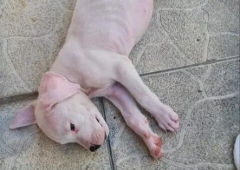 Dogo argentino štenci - 4/15