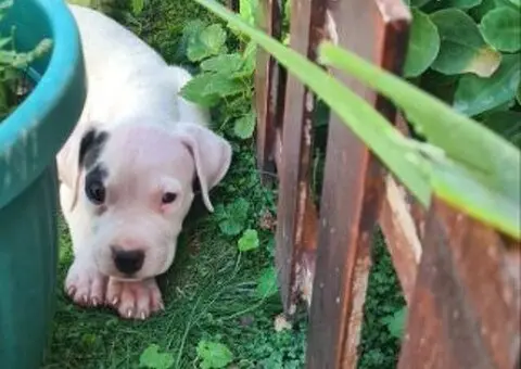 Dogo argentino štenci - 5/15