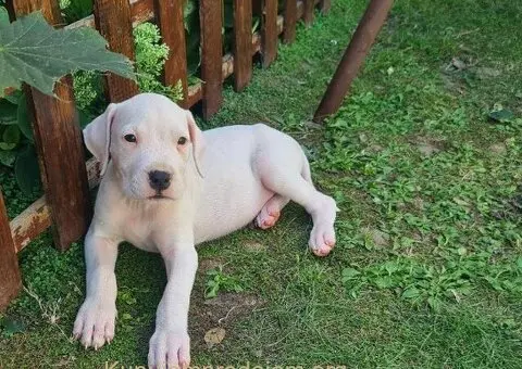 Dogo argentino štenci - 6/15