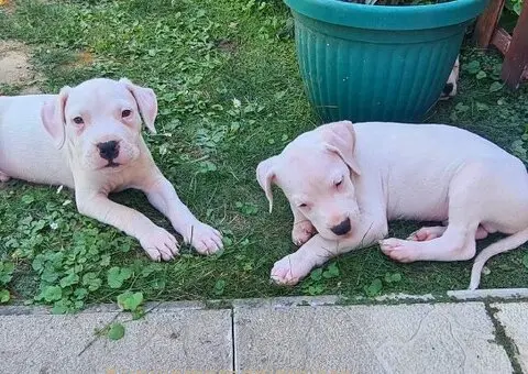 Dogo argentino štenci - 7/15