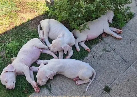 Dogo argentino štenci - 8/15