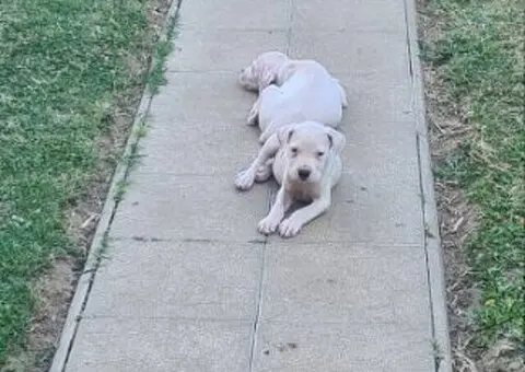 Dogo argentino štenci - 9/15