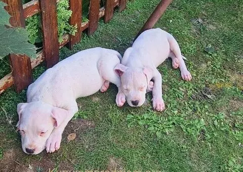 Dogo argentino štenci - 10/15