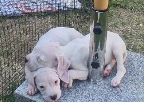 Dogo argentino štenci - 11/15