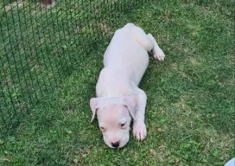 Dogo argentino štenci - 12/15