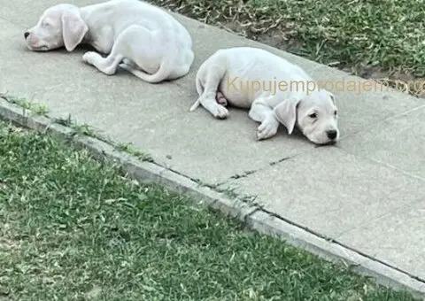 Dogo argentino štenci - 13/15