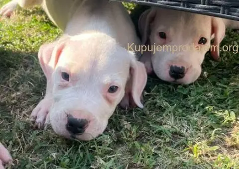 Dogo argentino štenci - 14/15
