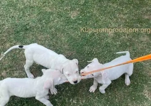 Dogo argentino štenci - 15/15