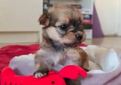 Havanski bišon štenci - 1/10