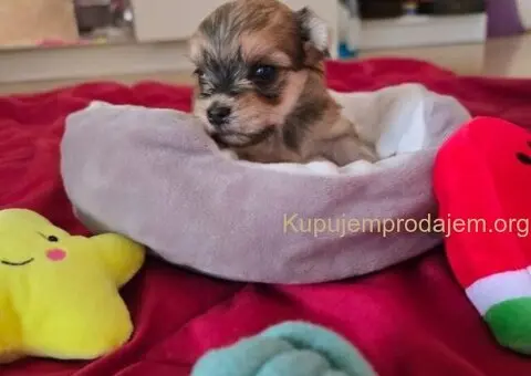 Havanski bišon štenci - 2/10