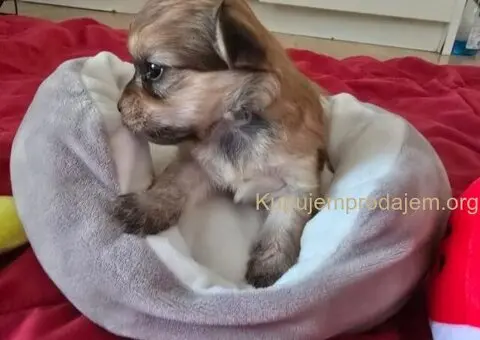 Havanski bišon štenci - 3/10