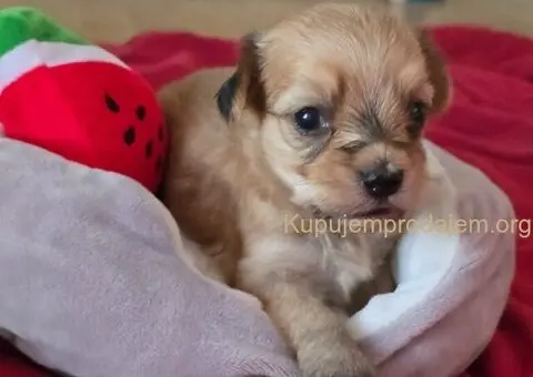 Havanski bišon štenci - 4/10