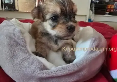 Havanski bišon štenci - 5/10