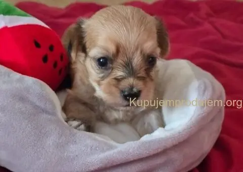 Havanski bišon štenci - 6/10